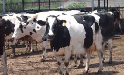 ��ţ���e�\(y��n)��(d��ng)�^(q��) 