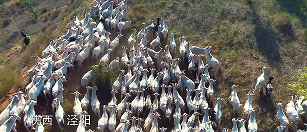 珍紐倍羊奶粉.jpg 珍紐倍羊奶粉.jpg