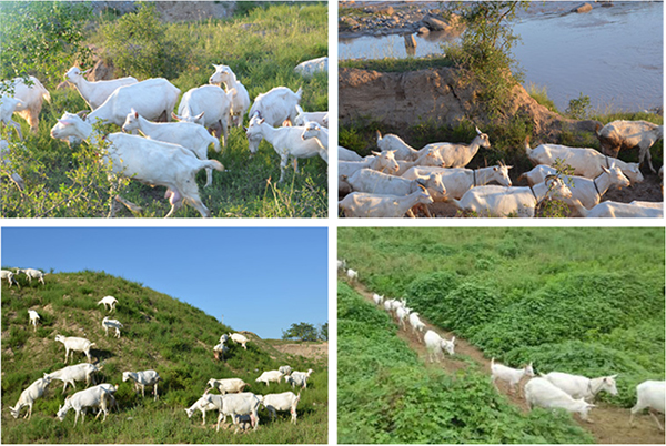 黃金奶源地.jpg 黃金奶源地.jpg