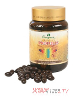 Evergreen���z�z��